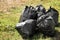 Many trash bags full of garbage on green grass outdoors. Environmental Pollution concept