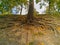 Many tree roots outside the ground in park