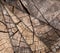 Many Tree stumps background. Mosaic of brown cracked and cut Wooden texture pattern background.