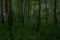 many tree trunks, birches in green Siberian forest