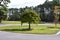 Many trees along a winding road