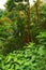 Many trees and bushes in a lush green forest in Hawaii, USA. Magical woods with beauty in nature, beautiful and