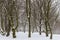 Many trees in winterland with snow and snowflakes