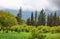 Many tropical green plants on the background of the majestic mountains