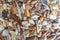 Many tropical seashells as a background