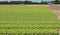 many tufts of green lettuce in a field