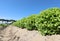 Many tufts of green lettuce in a field