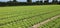 many tufts of green lettuce in a large field