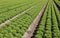 many tufts of lettuce in a large field