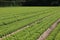 many tufts of lettuce in a large field