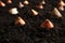 Many tulip bulbs planted in soil, closeup
