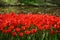 Many Tulipa gesneria red blooming in Keukenhof gardens