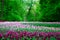 Many tulips planted in the old Park on a background of forest and solar rays