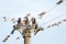 many turtle dove on top perched on high voltage cable