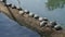 Many turtles have gathered on a log lying in the water. Red-eared turtles and other aquatic turtles take a break from