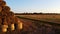 Many twisted bales pressed dry wheat straw field after wheat harvest sunset dawn