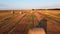 Many twisted bales pressed dry wheat straw field after wheat harvest sunset dawn