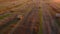 Many twisted bales pressed dry wheat straw field after wheat harvest sunset dawn