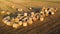 Many twisted dry wheat straw in roll bales on a field during sunset sunrise
