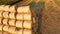 Many twisted dry wheat straw in roll bales on field during sunset sunrise