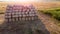 Many twisted dry wheat straw in roll bales on field during sunset sunrise Rural