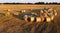 Many twisted dry wheat straw roll bales field during sunset sunrise Scattered