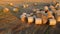 Many twisted dry wheat straw roll bales field during sunset sunrise Scattered