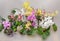 Many types of colored orchid branch flowers, flowerpots