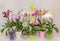 Many types of colored orchid branch flowers, flowerpots and vase