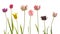 Many unusual variegated beautiful tulips