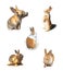 Many variety action of adorable bunny rabbit