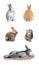 Many variety action of adorable bunny rabbit