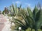 Many various cactuses of different size. Cultivation of cacti