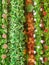 Many various colours flowers abstract pattern backgrounds, artificial flowers and garlands at shop at local market, Religious