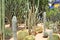 Many various green exotic cactuses