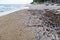 Many various seashells on the beach in South of Thailand after Pubuk Storm Gone