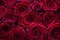 Many velvet red roses close up.Beautiful bouquet.Floral background for design or text