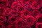 Many velvet red roses close up.Beautiful bouquet.Floral background for design or text.Gorgeous red abstract backdrop