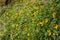 Many very rare yellow wild tulips with selected focus and bokeh, Tulipa sylvestris or Weinberg Tulpe