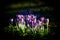 Many violet crocusses in the grass in front of a tree