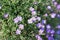 Many violet flowers of aubrieta deltoidea or aubretia