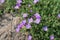 Many violet flowers of aubrieta deltoidea or aubretia