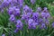 Many violet flowers of Iris germanica