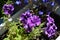 Many violet flowers of potted petunia. Home greening with blooming plants