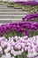 Many violet tulips around staircase