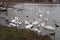 Many waterbirds on a river