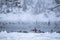 Many waterbirds in a river, Lithuania