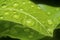 Many waterdrops on the surface of green leaves