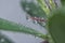 Many waterdrops on the surface of succulent leaves