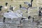 Many waterfowl: swans, gulls, ducks; feeding birds in winter